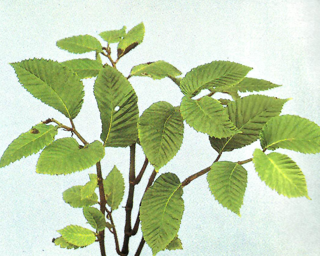 B. cooperi